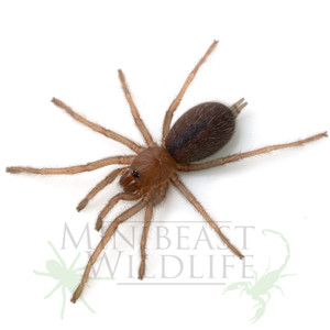 Australian Tarantula (Phlogius sp. - 'Kuranda')  Unsexed advanced slings (2025)