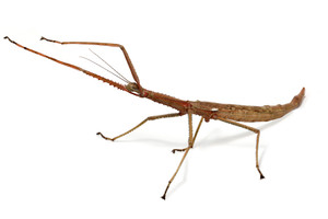 Wuelfing's Stick Insect (Acrophylla wuelfingi) - Female