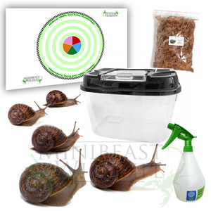 Garden Snail Racing Kit - save 10% Garden Snail Racing Kit - save 10%