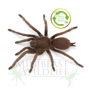 Adult female Adult female