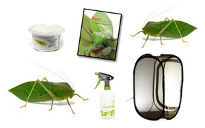 Hooded Katydid Complete Kit - Save over 10% Hooded Katydid Complete Kit - Save over 10%