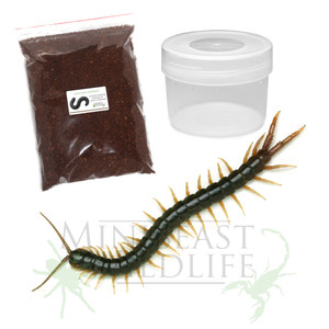 Rainforest Centipede (Ethmostigmus rubripes - Cairns form) Compact Kit - save 10% Rainforest Centipede (Ethmostigmus rubripes - Cairns form) Compact Kit - save 10%