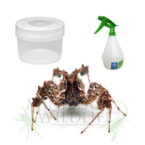 Fringed Jumping Spider Compact Kit - save 10% Fringed Jumping Spider Compact Kit - save 10%