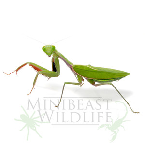Adult female