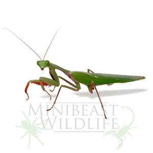 MALE Giant Rainforest Mantis (Hierodula majuscula)  