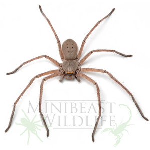 Green-bellied Huntsman (Typostola barbata) Green-bellied Huntsman (Typostola barbata)