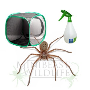 Green-bellied Huntsman Kit - save 10% Green-bellied Huntsman Kit - save 10%