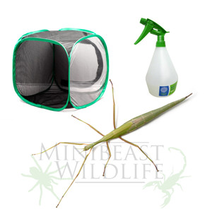 Violet-winged Stick Insect Mini-kit - Save 10%
