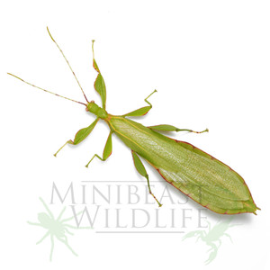 MALE Australian Leaf Insect (Walaphyllium monteithi) MALE Australian Leaf Insect (Walaphyllium monteithi)