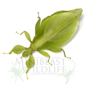 FEMALE Australian Leaf Insect (Walaphyllium monteithi)