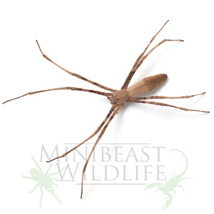 Net-casting Spider (Asianopis subrufa) Net-casting Spider (Asianopis subrufa)