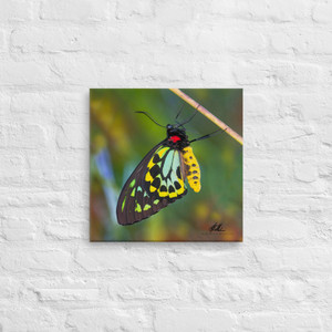Cairns Birdwing Canvas Cairns Birdwing Canvas