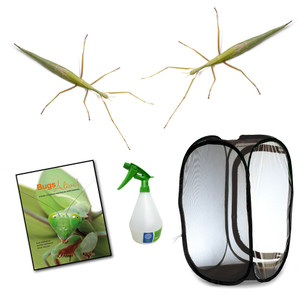 Violet-winged Stick Insect Complete Kit - Save over 10%
