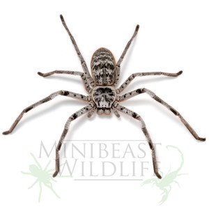 Murray Banded Huntsman (Holconia murrayensis) Murray Banded Huntsman (Holconia murrayensis)