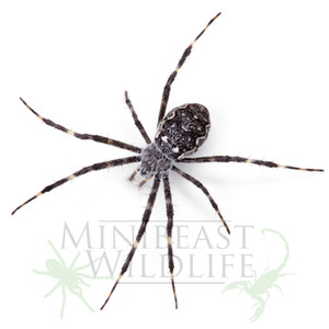 Rock orb-weaving Spider (Argiope mascordi) Rock orb-weaving Spider (Argiope mascordi)