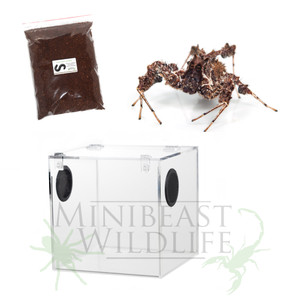 Fringed Jumping Spider Deluxe Kit - save 10% Fringed Jumping Spider Deluxe Kit - save 10%
