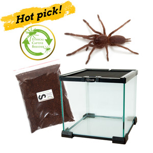 Australian Tarantula Deluxe Kit (Phlogius sp. - Kuranda) Sexed 3rd year juveniles Australian Tarantula Deluxe Kit (Phlogius sp. - Kuranda) Sexed 3rd year juveniles