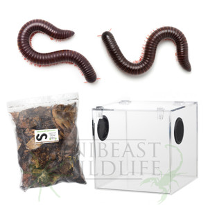 Rusty Rainforest Millipede Kit - Save 10%