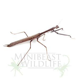 MALE Monster Mantis (Archimantis monstrosa)   MALE Monster Mantis (Archimantis monstrosa)