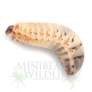Larva - as supplied  Larva - as supplied