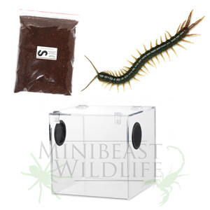 Rainforest Centipede (Ethmostigmus rubripes - Cairns form) Display Kit - save 10% Rainforest Centipede (Ethmostigmus rubripes - Cairns form) Display Kit - save 10%