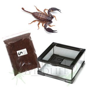 Rainforest Scorpion Kit - save 10% Rainforest Scorpion Kit - save 10%