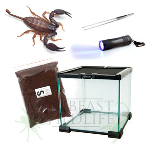 Rainforest Scorpion Deluxe Kit - save 10% Rainforest Scorpion Deluxe Kit - save 10%
