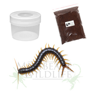Giant Centipede (Ethmostigmus rubripes - inland yellow-leg form) Compact Kit - save 10% Giant Centipede (Ethmostigmus rubripes - inland yellow-leg form) Compact Kit - save 10%