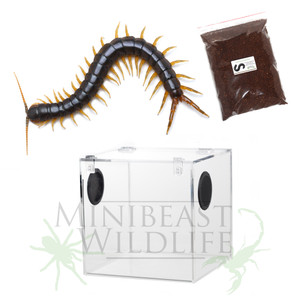 Giant Centipede (Ethmostigmus rubripes - inland yellow-leg form) Display Kit - save 10% Giant Centipede (Ethmostigmus rubripes - inland yellow-leg form) Display Kit - save 10%
