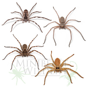 Huntsman Mega-bundle - save 15% Huntsman Mega-bundle - save 15%