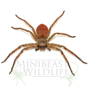 Adult female colouration. (Juveniles develop colour as they approach maturity. Only females are brightly coloured).
