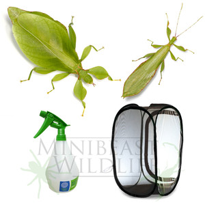 Spiny Leaf Insect Kit - Save 10% - Minibeast Wildlife Bugshop