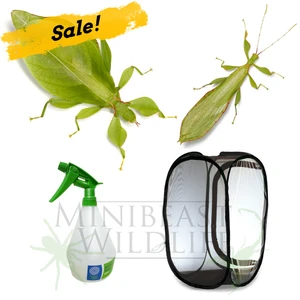 Dancing Leaf Insect Kit - Save over 15%