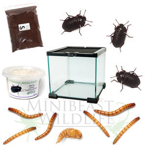 Mallee Darkling beetle (Pterohelaeus sp.) Deluxe Life-cycle Kit - Save 10%