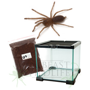 Australian Tarantula Deluxe Kit (Choose species)  Sexed 3rd year juveniles