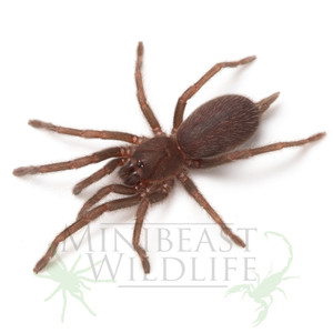 Unsexed 2nd year juvenile (captive bred 2024) 