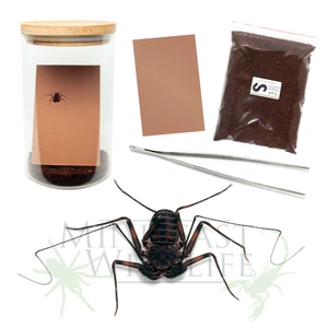 Tailless Whip Scorpion - Deluxe kit (Save 10%)