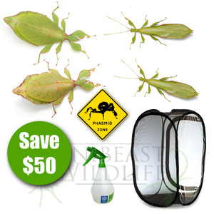 The Leafy Gang - Save $50