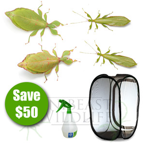 The Leafy Gang - Save $50