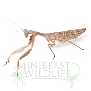 Adult female