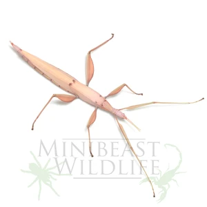 Pastel Stick Insect (Tropidoderus prasina)