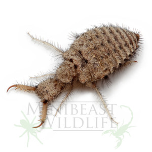 Antlion (Myrmeleon sp.) Antlion (Myrmeleon sp.)