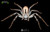 Giant Banded Huntsman Spider (Holconia immanis)