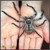 Giant Banded Huntsman Spider (Holconia immanis)