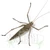 Rainforest Tree Katydid (Phricta spinosa)