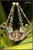 Rainforest Tree Katydid (Phricta spinosa)