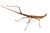 Wuelfing's Stick Insect (Acrophylla wuelfingi) - Female