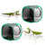 Giant Rainforest Mantid Twin Kit 