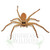 Adult female Golden Huntsman Adult female Golden Huntsman
