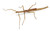 Female Strong Stick insect